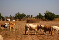 Gambia vernacular architecture