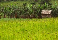 Uganda vernacular architecture